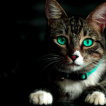 Pets-BG.png