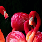 Wild-Animals.png